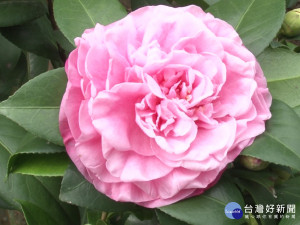 台灣獨有茶花品種展出 0106起在佳信茶花園
