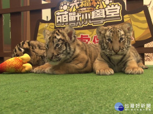 三胞胎小萌虎超吸睛 可愛模樣惹人愛