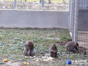 台灣獼猴搶奪保育人員食物　得手後還會裝無辜