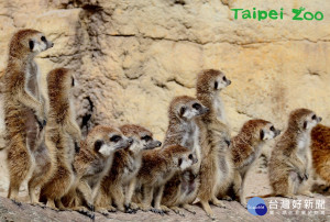 台北市立動物園從2月13日～3月12日開放i-Voting投票（網址：http://bit.ly/2ErPkGy），讓大眾決定台北市立動物園能否有更多的休園日。（圖／台北市立動物園）
