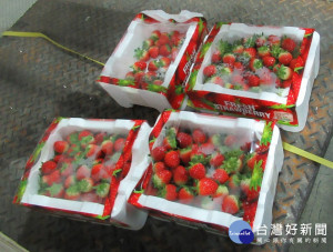 好市多進口自韓國的一批草莓，因被驗出農藥超量，因此312公斤被食藥署邊境查驗退運或銷毀，未流入至市面上。（圖／衛福部食藥署）