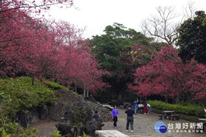 陽明山花季絢麗登場。（圖／台北市公園處提供）