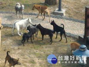 

大甲區建興流浪犬橫行，追人、咬人、踏毀農作物頻傳，動保處據報捉捕時需簽名，處理後再放原處，里民對這種處理方式檢不認同，而決定自已捉捕後送給區公所。（記者陳榮昌攝）