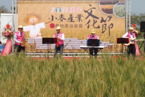 漸被人遺忘的是，全台種植小麥最多的地方在台南學甲區;當年金門酒廠從台灣「進口」當地學甲小麥釀造高梁酒。(圖/記者黃芳祿攝) 