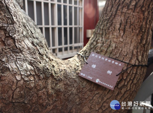 土城廣厚宮旁的大樟樹，新北市政府樹木保護委員會第5次會議通過列管，正式成為編號1,048的珍貴樹木。（圖／景觀處提供）