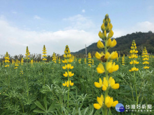 魯冰花是客家母親象徵，藉由活動展現客家特色。
