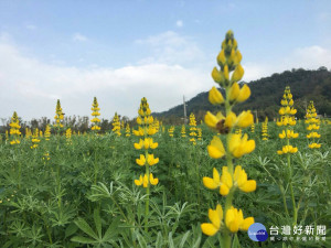 魯冰花是客家母親象徵，藉由活動展現客家特色。