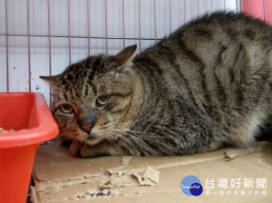 定期健康檢查，腎臟病不找碴，新北市動保處提醒飼主平日要多注意毛寶貝的身體狀況。（圖／動保處提供）