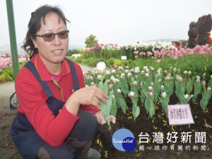 
后里中社花市努力研育「冰淇淋鬱金香」，從一千五百株中祗育成功一百五十株，彌足珍貴，昨日起提供觀賞十天，歡迎遊客前往參觀。（記者陳榮昌攝）
