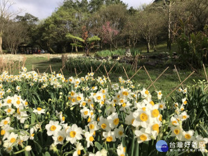 陽明山群芳競艷　湖山綠地8千株水仙花散發迷人香氣（圖／台北市公園處提供）