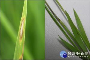 花蓮農改場提醒農友慎防稻熱病。（圖／花蓮農改場提供）