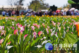 桃園彩色海芋季。

