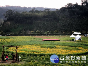 戀戀魯冰花活動閉幕不閉園，魯冰花賞花約可持續到3月底，參觀人次突破48萬人次。