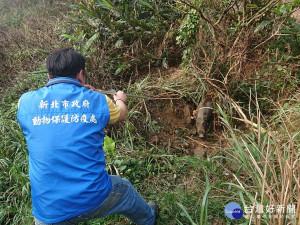 由於台灣野豬極具攻擊性，所以先以吹箭方式麻醉，再協助牠脫困。（圖／動保處提供）