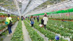 台北內湖草莓季　週六登場