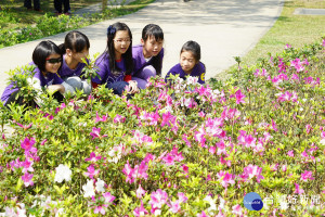 大安森林公園杜鵑花已綻放，吸引不少遊客欣賞