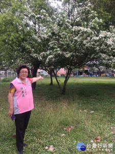 積善公園流蘇花樹