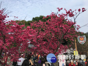 
大甲警分局泰安派出所旁，舉辦23天的「2018后里泰安櫻花季」，吸引數十萬遊客參與，昨日終告閉幕，分局官方臉書上，不少民眾留言預約明年還要前來賞櫻。（記者陳榮昌攝）