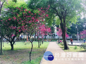 士林區前港公園，公園位在後港街、前港街交叉口，櫻花位在兒童遊戲場及溜冰場旁兩側。