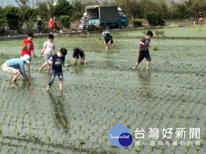 

40位大甲區文武國小學生，昨日在青農蘇協源教導下，下田補插秧苗，大呼水好冰好冷！（記者陳榮昌攝）