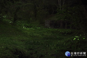 圖說: 東勢林場遊樂區螢火蟲棲地中，晴朗的夜晚已出現在山坡飛舞的螢火蟲，就像一條螢光河流。(圖／東勢林場提供)