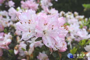 久留米杜鵑盛開（圖／台北市公園處提供）