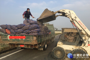 青農開卡車和堆土機載運蒜頭，解決蒜農缺工問題。(圖/記者黃芳祿攝)