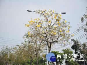 台中市后里區三豐路風鈴木花開，整條道路黃綠相映美不勝收，旅途經過令人心曠神怡。 (記者陳榮昌攝)