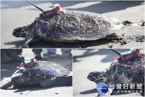 獲救康復的玳瑁帶著衛星追蹤器重返大海。（圖／宜蘭縣政府提供）