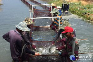 每年清明節前後最適合為魚苗搬家，台南沿海七股九塊厝美國塭漁工，早上為魚苗移崛忙碌著。(圖/記者黃芳祿攝) 