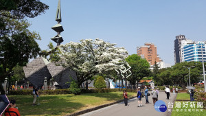 台北二二八公園下起四月雪！流蘇花好美（圖／資料照）