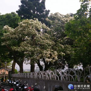 流蘇目前盛開，在大溪藝文之家及其他不少地方都可看到。(記者陳寶印攝)