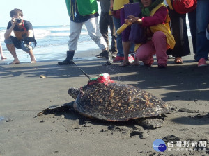 海龜「魷魚絲」奮力爬向大海。