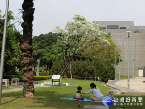 科博館正門流蘇正值開花期，吸引民眾席地而在欣賞流蘇花的美景。