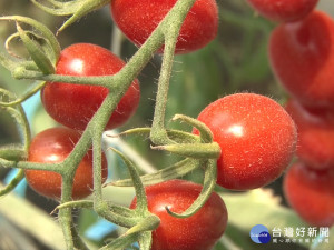 荒廢農田升級 打造北台最大小番茄溫室
