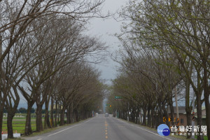 北台南後壁火車站前行道樹呈現春寒料峭，綿延數公里有著北國意境。(圖/記者黃芳祿攝) 