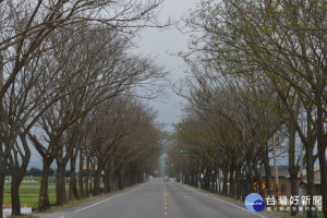 北台南後壁火車站前行道樹呈現春寒料峭，綿延數公里有著北國意境。(圖/記者黃芳祿攝) 