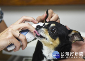 帶毛小孩看病　慎選合法動物醫院