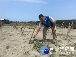 

市議員李榮鴻強烈指責市府漠視大甲松柏漁港防風林的重要性，當樹木嚴重枯死後，再耗巨資重新種植，真是浪費公帑一樁。（記者陳榮昌攝）

