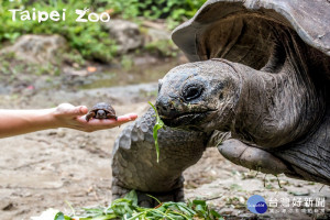 剛孵化的亞達伯拉象龜寶寶，跟爸媽體型差很大。
