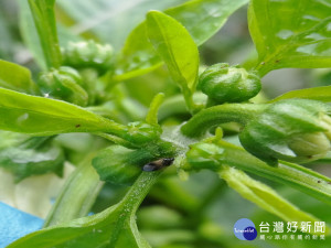 小黑花椿象吃小害蟲。林重鎣翻攝