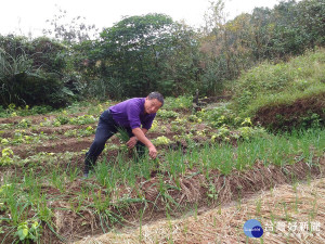 曾麟傳以栽種友善有機山藥為大宗，種出的臺灣原生種基隆山藥細細長長，質地緻密口感香Q，是饕客口中的山藥極品。（圖／農業局提供）