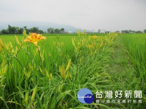 

大甲區農會在幸福里生態米專業區田梗上種植萬株「臺東7號」金針花，刻花朵盛開、花香四溢，最近吸引不少民眾閤家大小前來賞花，凸顯出「幸福忘憂」的農村風情。（記者陳榮昌攝）