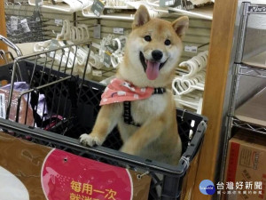 北市動保處5/25辦認養會　為16隻柴犬找新家