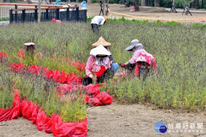 花博葫蘆墩展區大安水蓑衣　展現台灣原生植物之美