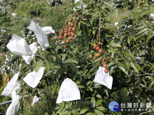 大里農會推廣的套袋荔枝將採收。林重鎣攝