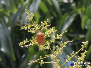 荔枝椿象大舉入侵 　彰化溪州公園淪陷