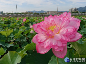 景觀處指6月正是荷花綻放季節。（圖／景觀處提供）