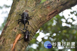 羊稠步道甲蟲