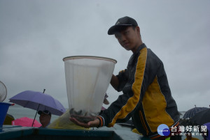 復育海洋資源　澎湖白沙放流3萬尾魚苗